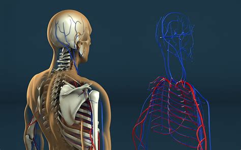 Anatomia Cz Owieka Dla Szkielet Cz Owieka Biomechaniczny Cz Owiek I