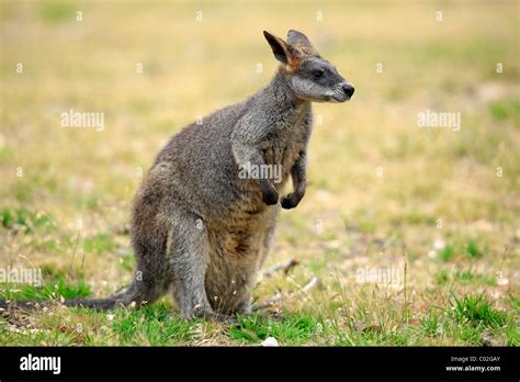 Swamp Wallaby Wallabia Bicolor Adult Female Phillip Island