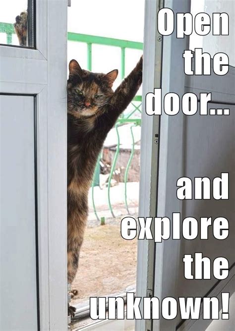 Open The Door And Explore The Unknown Funny Animal Faces Cats