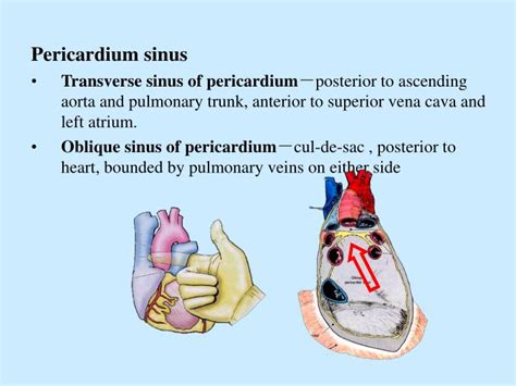 Oblique Sinus