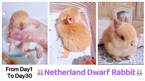 【Netherland Dwarf Rabbit Growth Day1-30】Pregnancy, Giving Birth, Cute ...