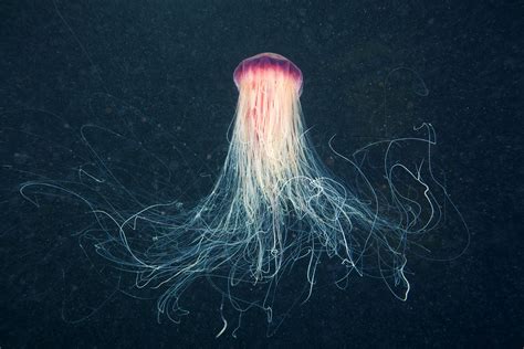 Space JellyFish | NsOne