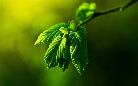 壁纸 阳光 树叶 性质 科 绿色 厂 植物区系 芽 植物学 陆地植物 开花植物 特写 微距摄影 植物茎