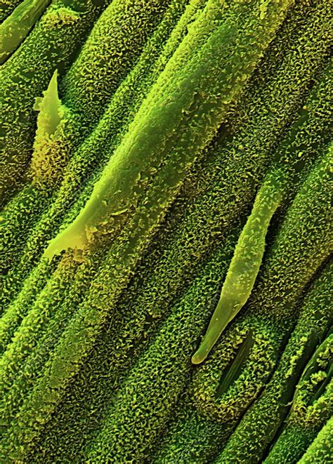 Lemon Grass Leaf Sem Stock Image B745 0619 Science Photo Library