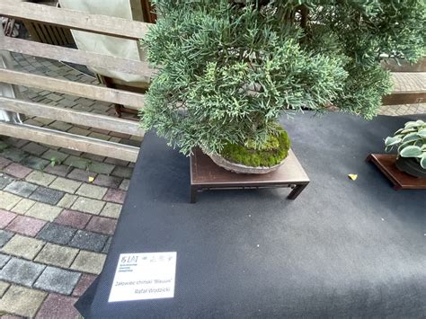 Wystawa Bonsai w Ogrodzie Botanicznym ZDJĘCIA Radio Zielona Góra