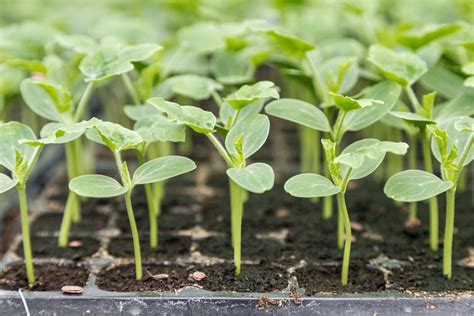 Calendario Della Semina Guida Per Un Orto Produttivo Rendita Agricola