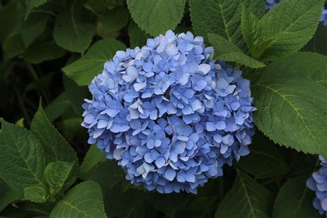 Nikko Blue Hydrangea (Hydrangea macrophylla) | Jim, the Photographer | Flickr