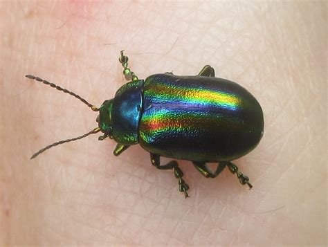 Chrysolina Cerealis Coleoptera Chrysomelidae Rainbow Le Chris