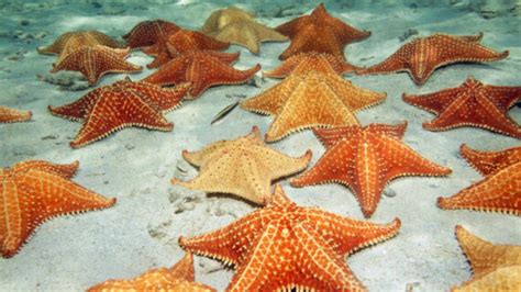 Facts About Starfish Essential Information On These Fascinating