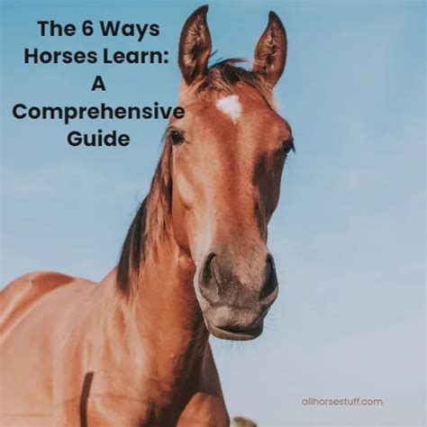 Exploring The Different Ways Horses Learn