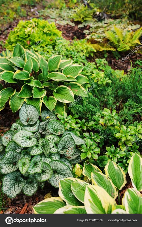 Brunnera Jack Frost Planted Together Hostas Shady Garden Shade Tolerant