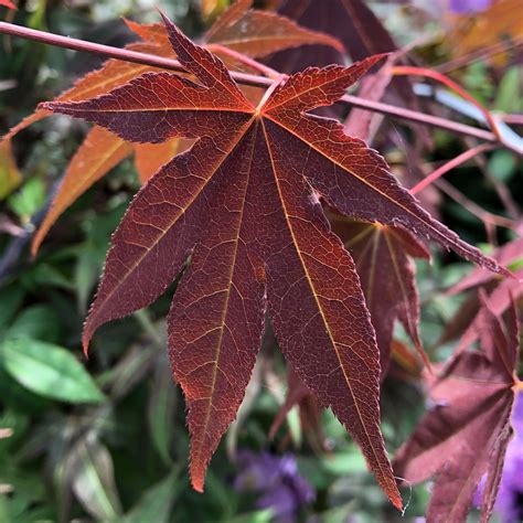 Acer Palmatum Dissectum Garnet Rable Du Japon Feuillage Rouge Fonc