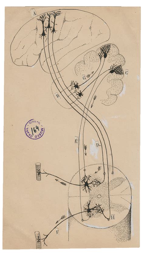 Santiago Ramón y Cajal The Beautiful Brain — DOP