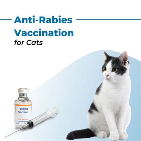 Anti-Rabies Vaccination | Cat - Monkoodog