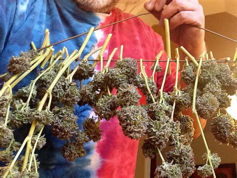 Drying Cannabis The Right Way Procedures