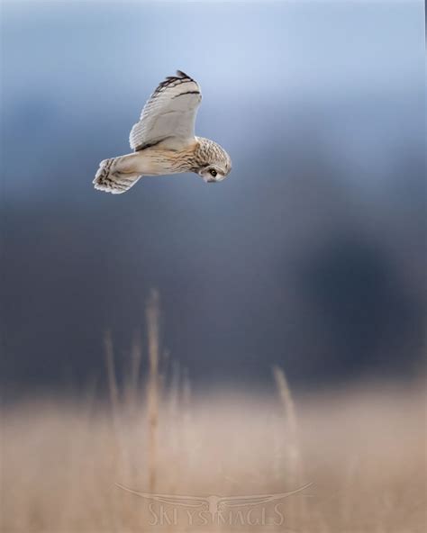 Avian Photographer Scott Keys Captures Beautiful Photos Of North ...