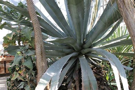 Agave americana: Cacti and succulents: Featured plants: Biology ...