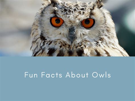 12 Intriguing Fun Facts About Owls That Will Make You Admire Them Even