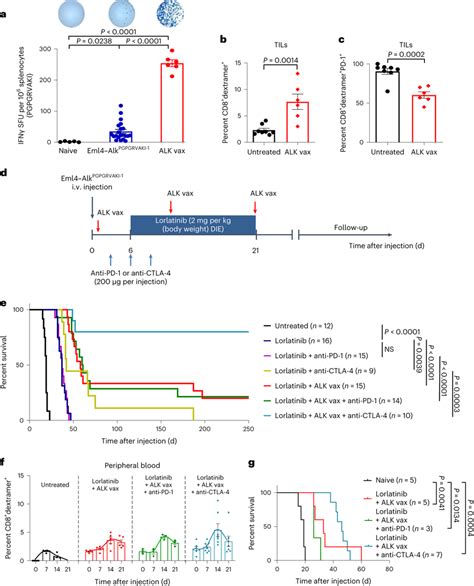 Enhancement of anti-ALK immune responses by vaccination leads to ...