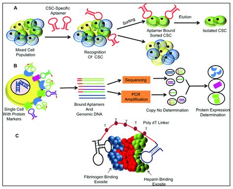 Schematic Representation Of The Future Applications Of Aptamers A