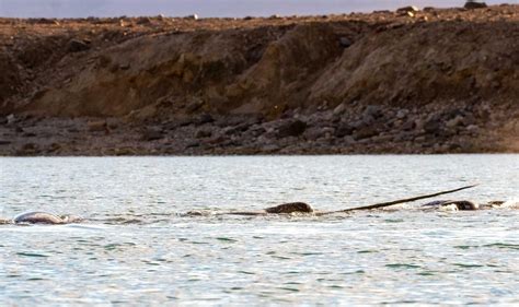 Narval Caract Ristiques Alimentation Et Habitat