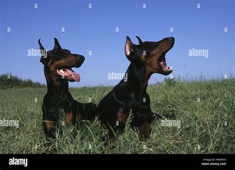 Dobermann barking hi-res stock photography and images - Alamy