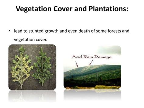 Acid Rain Causes Effects And Remediation PPT