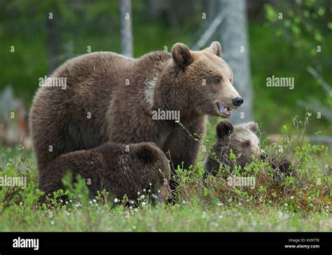 Bear cubs with their mother she-bear in the summer forest. Bear family ...