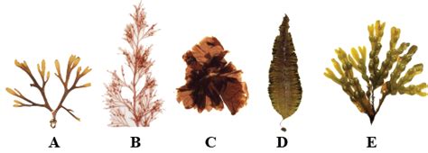 Brown Algae Diagram