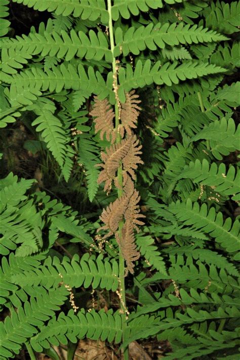 Northland Nature Interrupted Ferns Thrive In Summer Forests Duluth