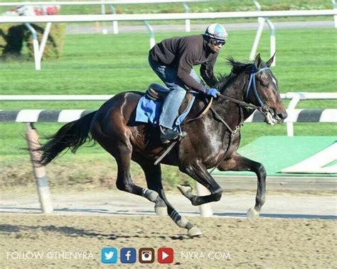 Cozmic One Working Out 10252014 Horses Horse Racing Foals