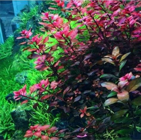 Ludwigia Sp Red Mini Tanaman Aquascape Full Air Lazada Indonesia