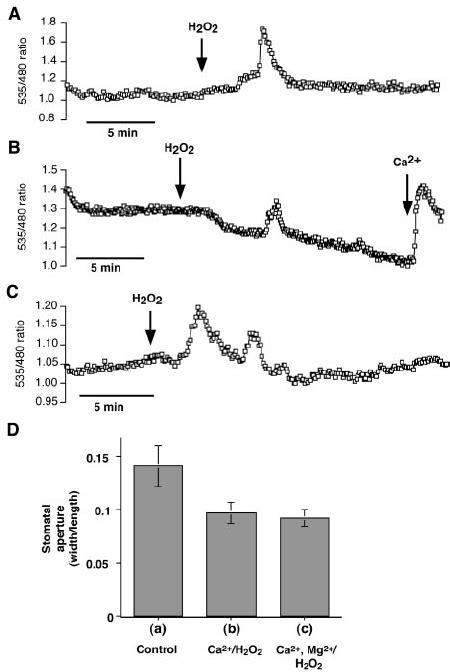 H O Induced Ca Cyt Elevations In Guard Cells Of Arabidopsis