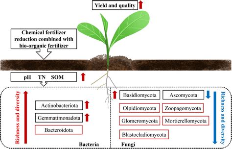 Frontiers Reduced Chemical Fertilizer Combined With Bio Organic