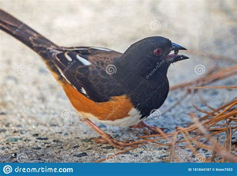 Closeup of a Male Eastern Towhee Bird Stock Image - Image of eastern ...