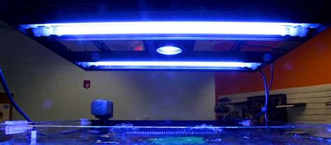 Reef lighting - The cheapest approach to lighting your saltwater tank ...