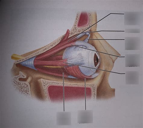 Eye Muscles Diagram | Quizlet