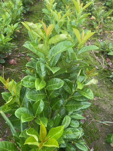 Laurowiśnia wschodnia Novita Caucasica Rotundifolia 150 cm Prunus