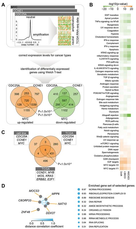 An Mrna Expression Based Signature For Oncogene Induced Replication