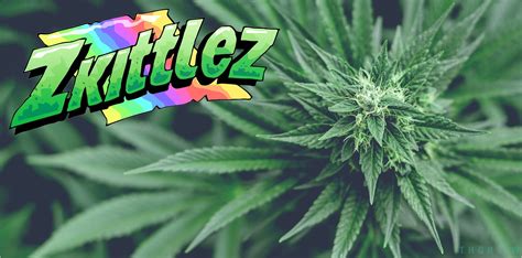 Zkittlez: historia y curiosidades de la variedad - THGrow (Growshop Online)