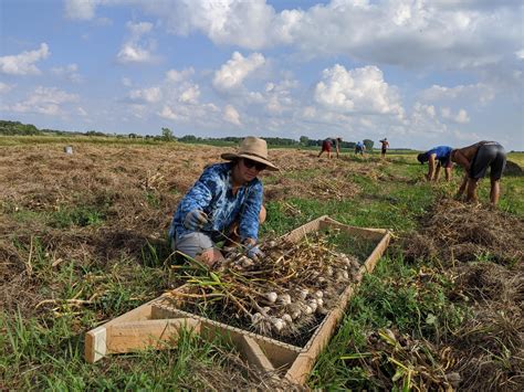 Garlic Harvest How To — Prairie Coteau Farm