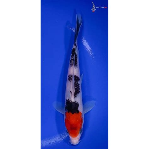 Imported Sanke Koi Fish For Sale