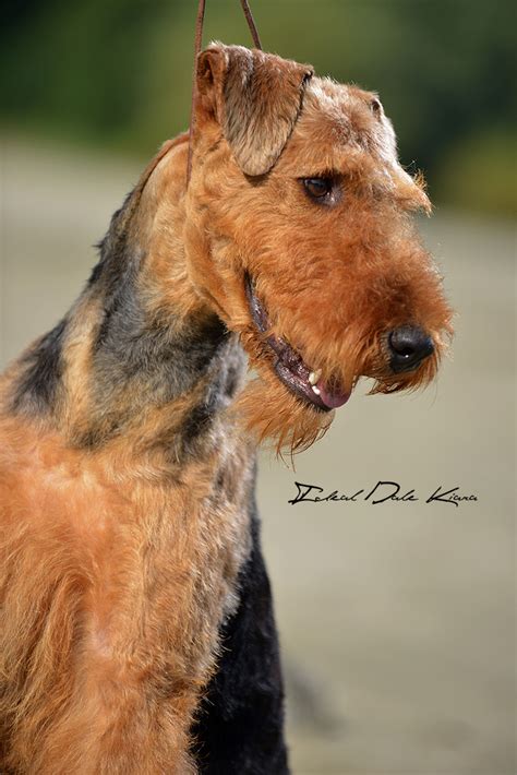 Airedale Terrier Females Ideal Dale Breeding House