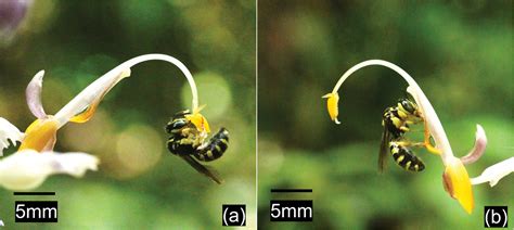 ﻿first Report On Pollinating Behavior Of The Small Carpenter Bee