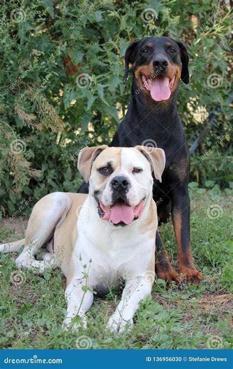 Rottweiler Vs American Bulldog