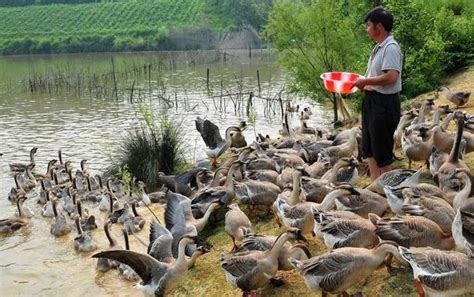 在农村耕地上建养殖场，究竟算不算违法？为什么有人可以建？ 土地资源网