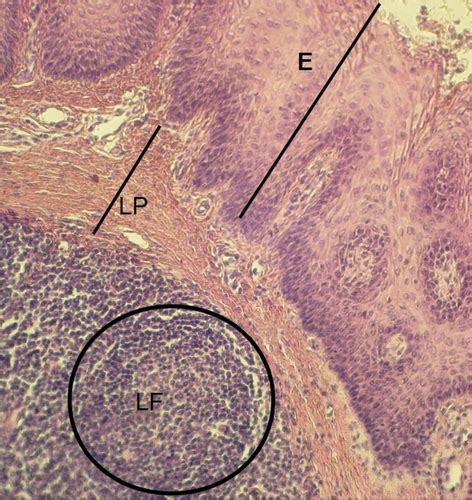 Cell Phys Immune Histology Flashcards Quizlet