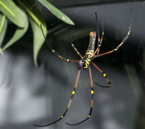 In Photos The Amazing Arachnids Of The World Page 2 Live Science