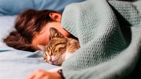 Cuáles son las ventajas de dormir en la cama con tu gato NoticieroCHACO