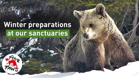 How Do Bears Prepare For Winter Hibernation At A Sanctuary Four Paws